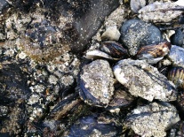 Mussels with barnacles